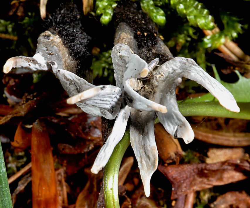 Xilaria ypoxilon?